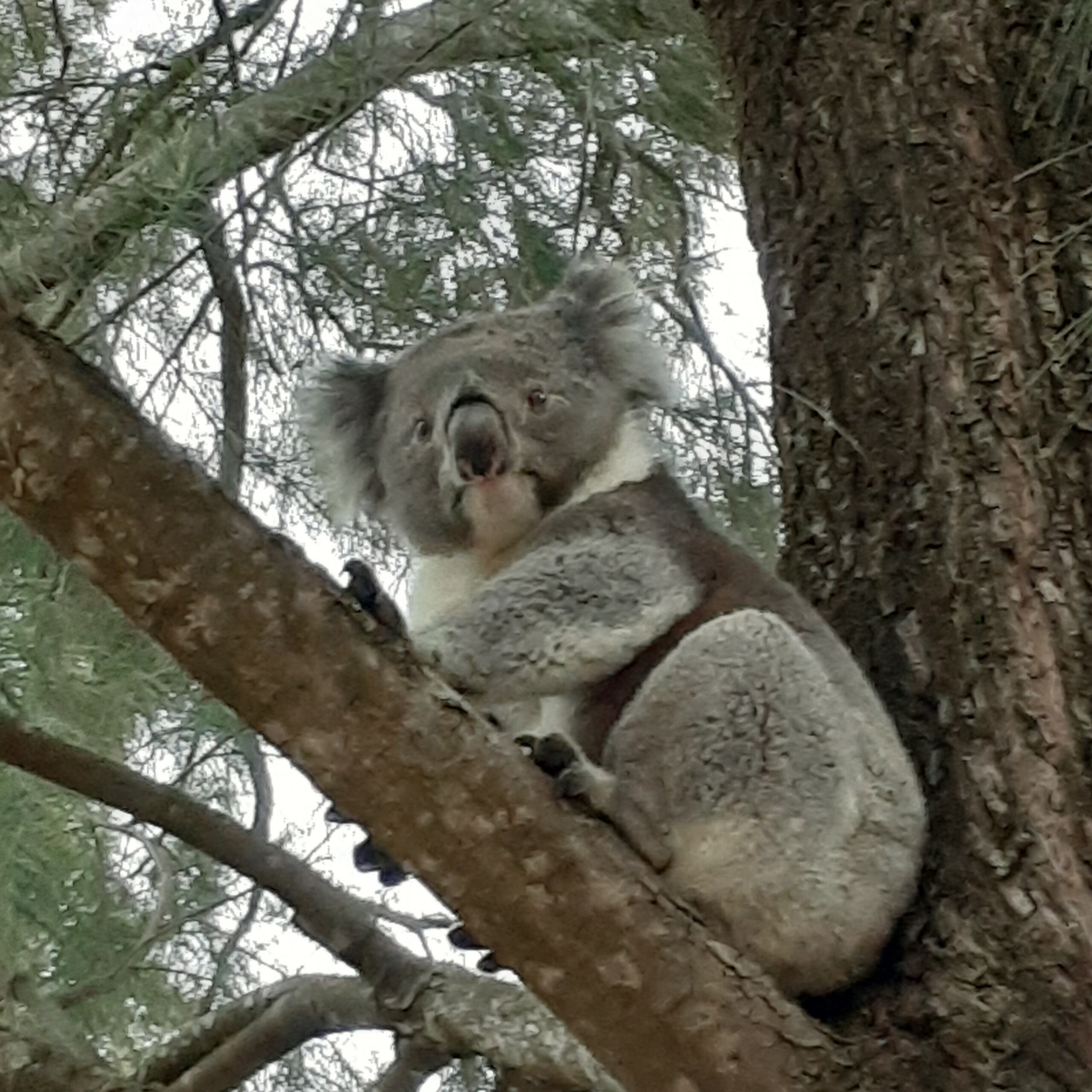 Koala 14